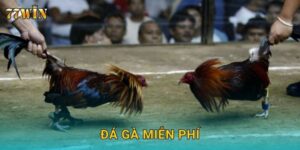 Đá gà miễn phí 77WIN – Trải nghiệm kịch tính không rủi ro