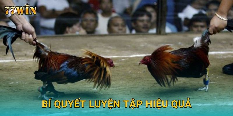 Đá gà miễn phí 77WIN – Trải nghiệm kịch tính không rủi ro 3 Bí quyết luyện tập hiệu quả