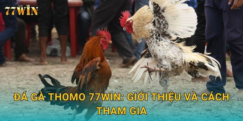 Đá gà Thomo 77WIN – Đấu trường Campuchia đỉnh cao 2025 2 Đá gà Thomo 77WIN: Giới thiệu và cách tham gia