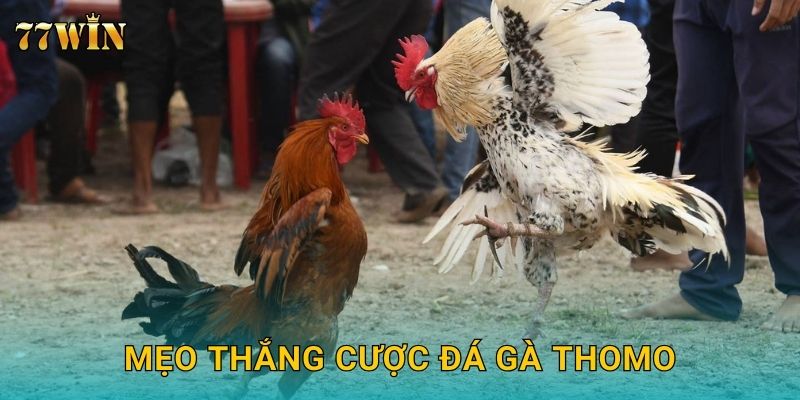 Đá gà Thomo 77WIN – Đấu trường Campuchia đỉnh cao 2025 3 Mẹo thắng cược đá gà Thomo